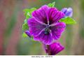 Mallow